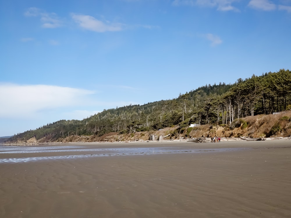 green trees on brown sand beach during daytime