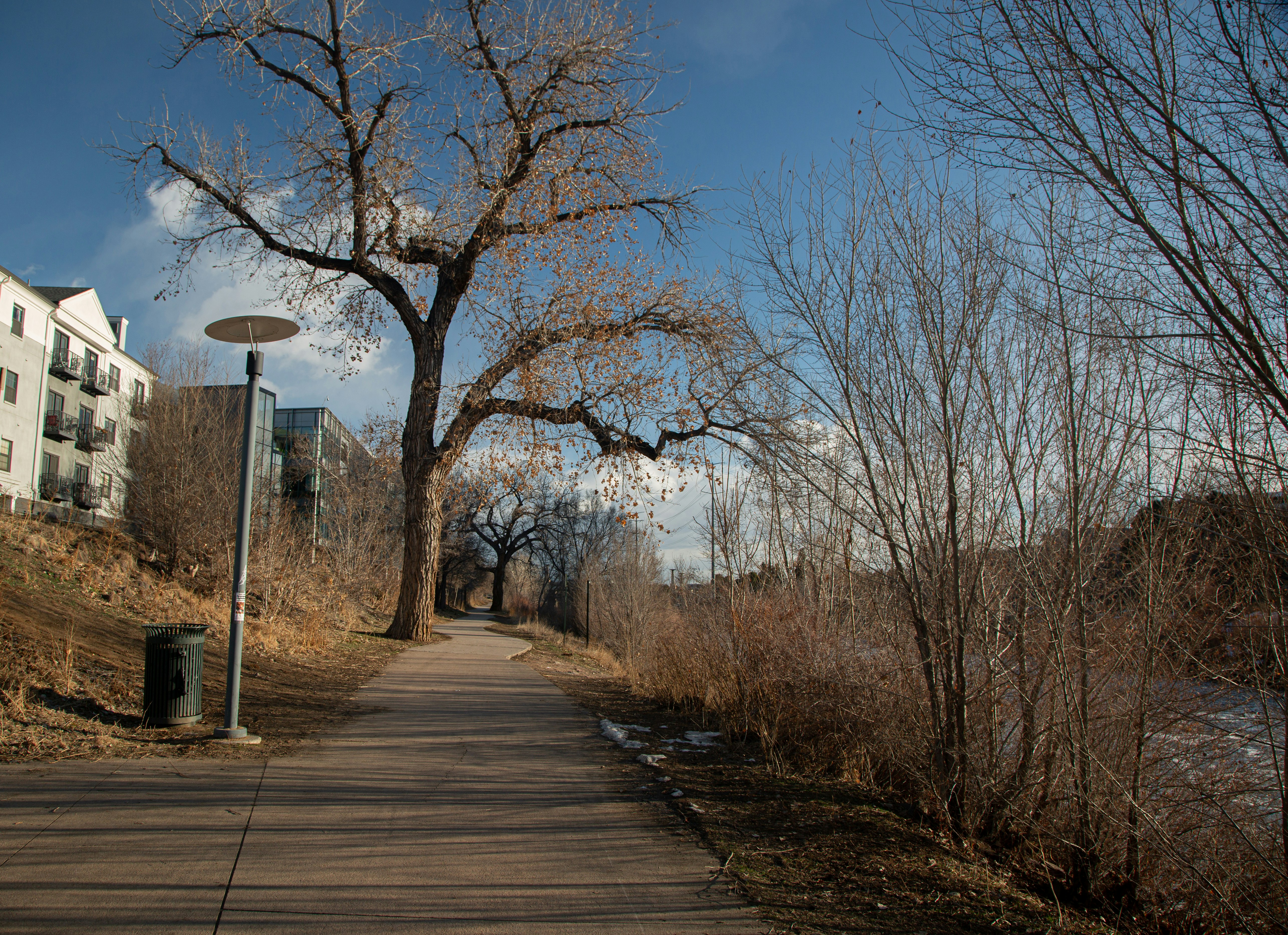 arbres sans feuilles sur un champ brun sous un ciel bleu pendant la journée