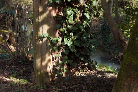 green leaves on brown tree trunk in Delme France