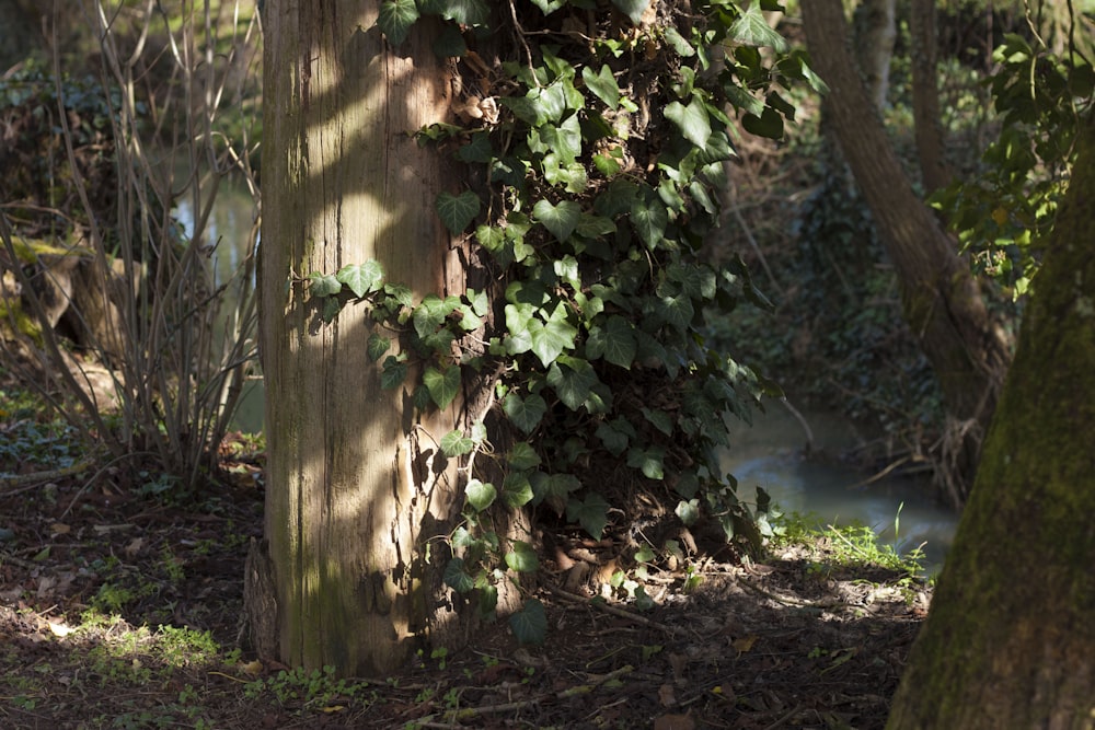 green leaves on brown tree trunk