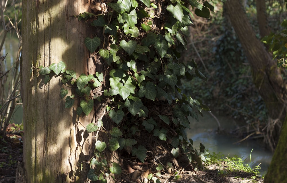 green plant beside brown wooden fence