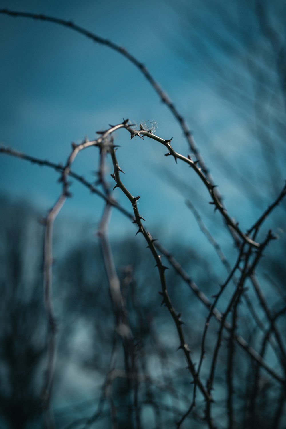 brown tree branch with snow