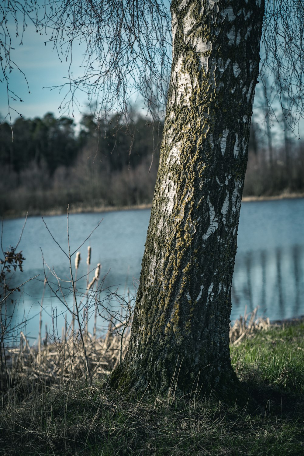 brown tree trunk near body of water during daytime