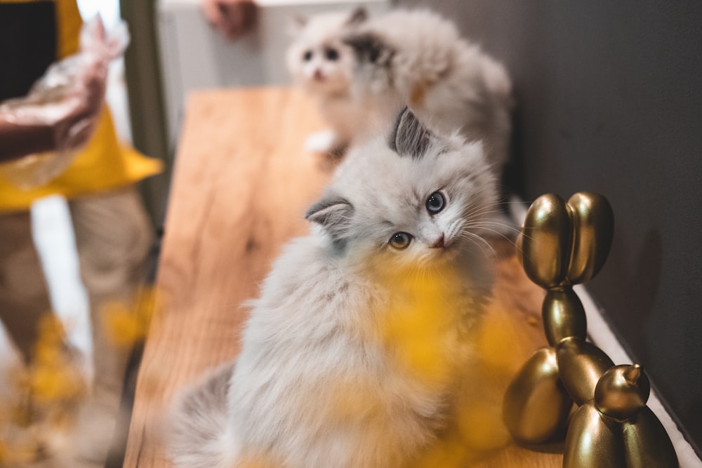 white and gray long fur cat