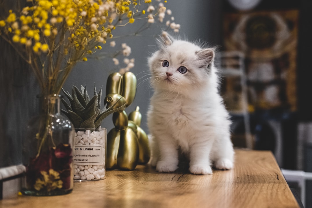 white cat on brown wooden table