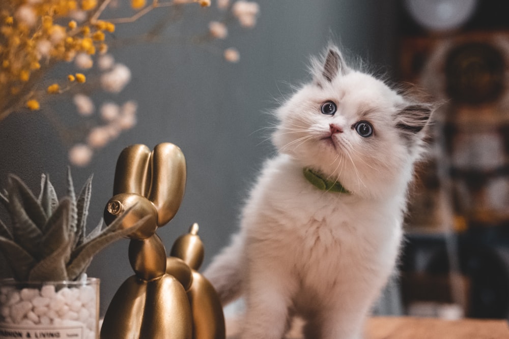 weiße Katze auf braunem Holzständer