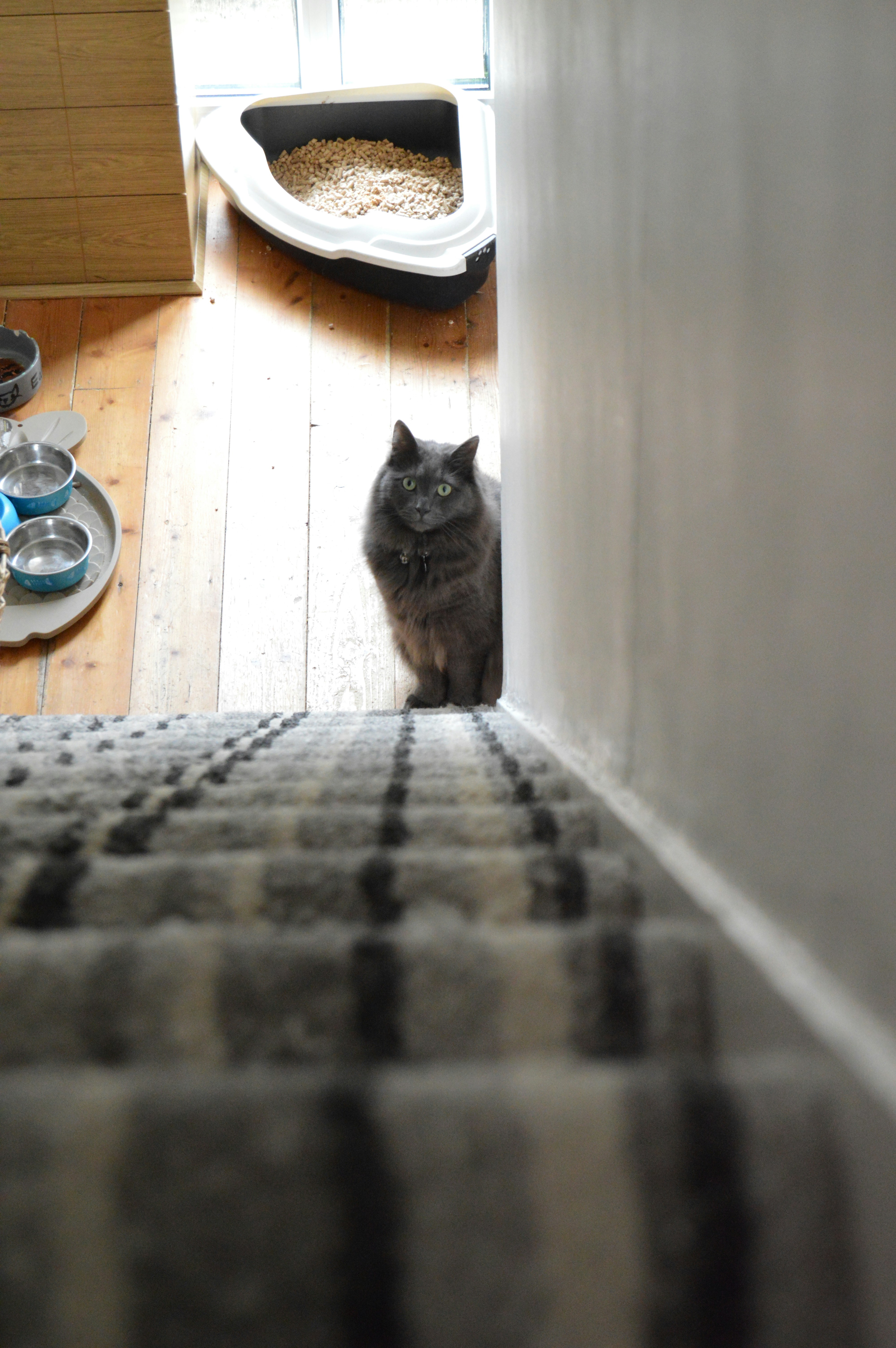 Miaou Definition De Miaou La Langue Francaise