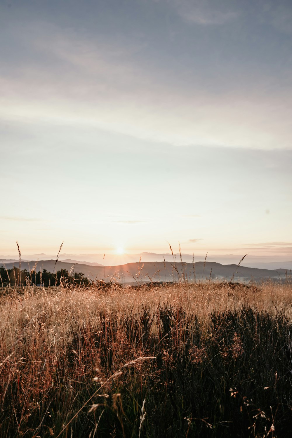 brown grass field under white sky during daytime