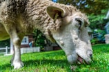 Close-up of healthy sheep grazing in a green pasture in Al-Zawiya.