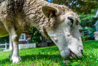 Close-up of a Texel sheep grazing on green pasture at Siger Farm
