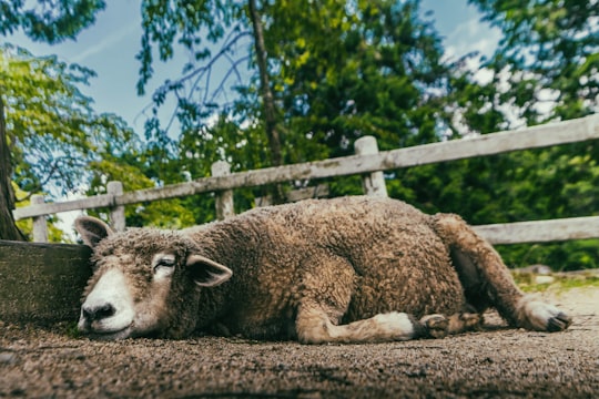 brown sheep on brown soil during daytime in Mount Rokkō Japan