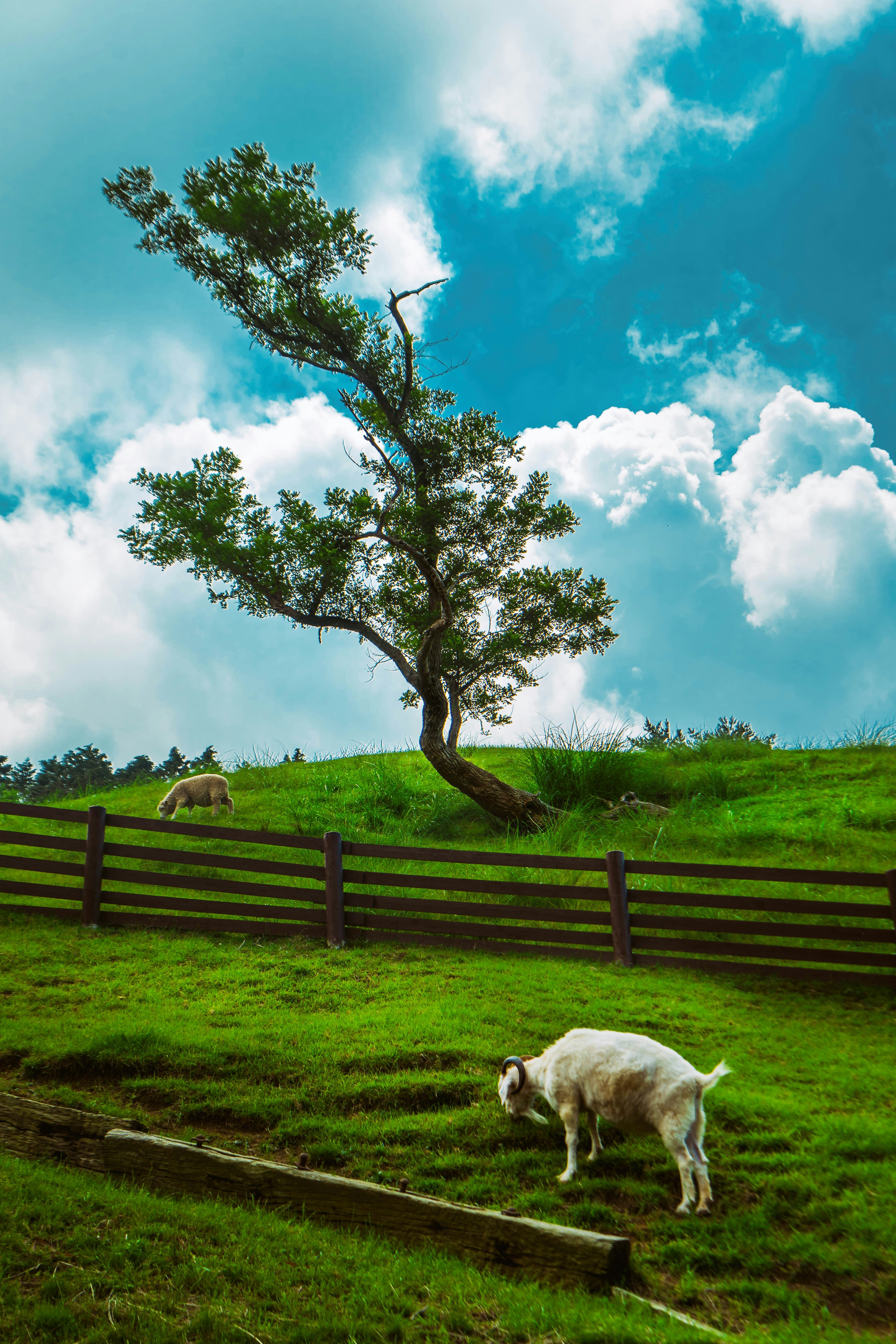 🐑🐑