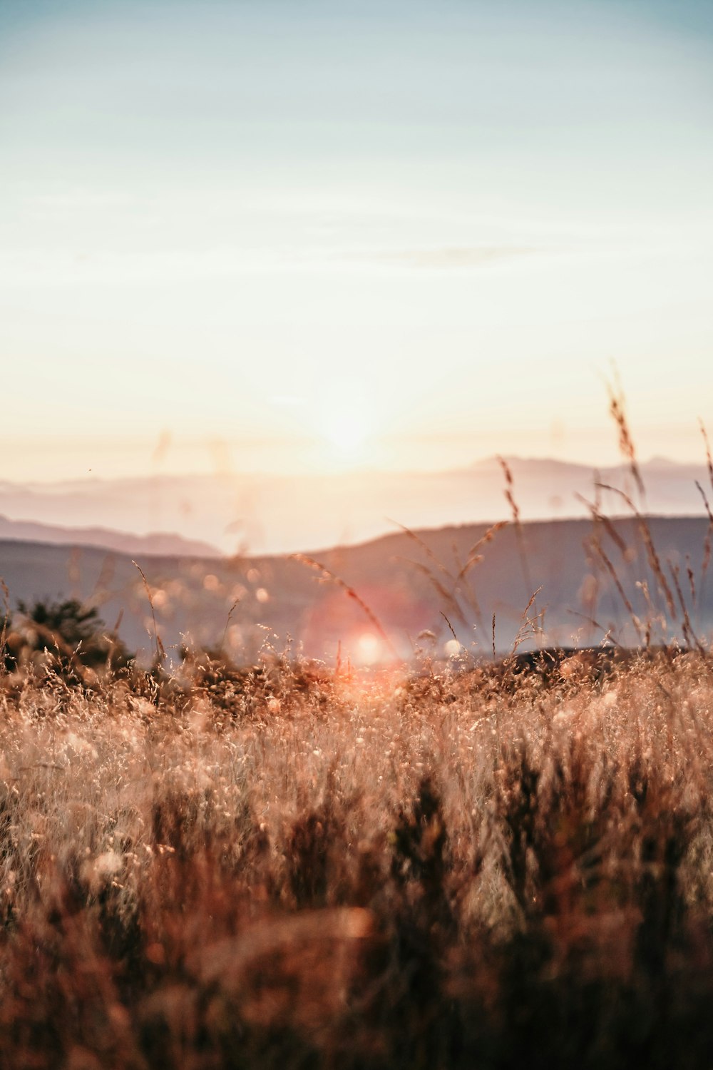 brown grass field during daytime