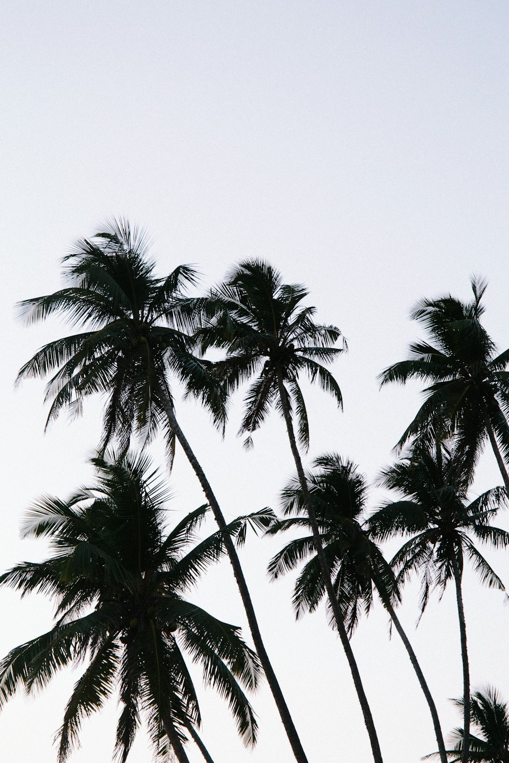 green palm tree under blue sky during daytime