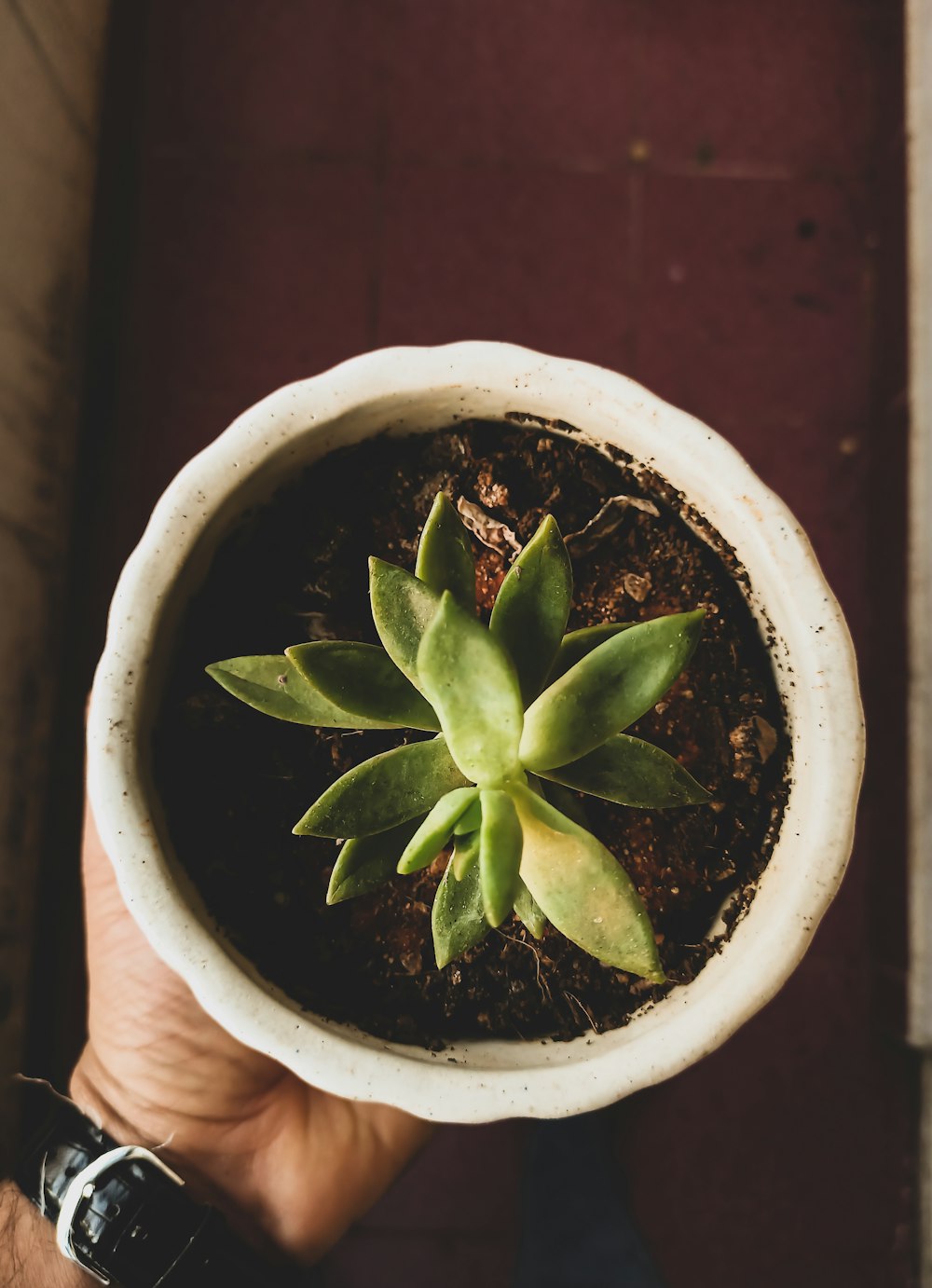 green plant on white ceramic pot