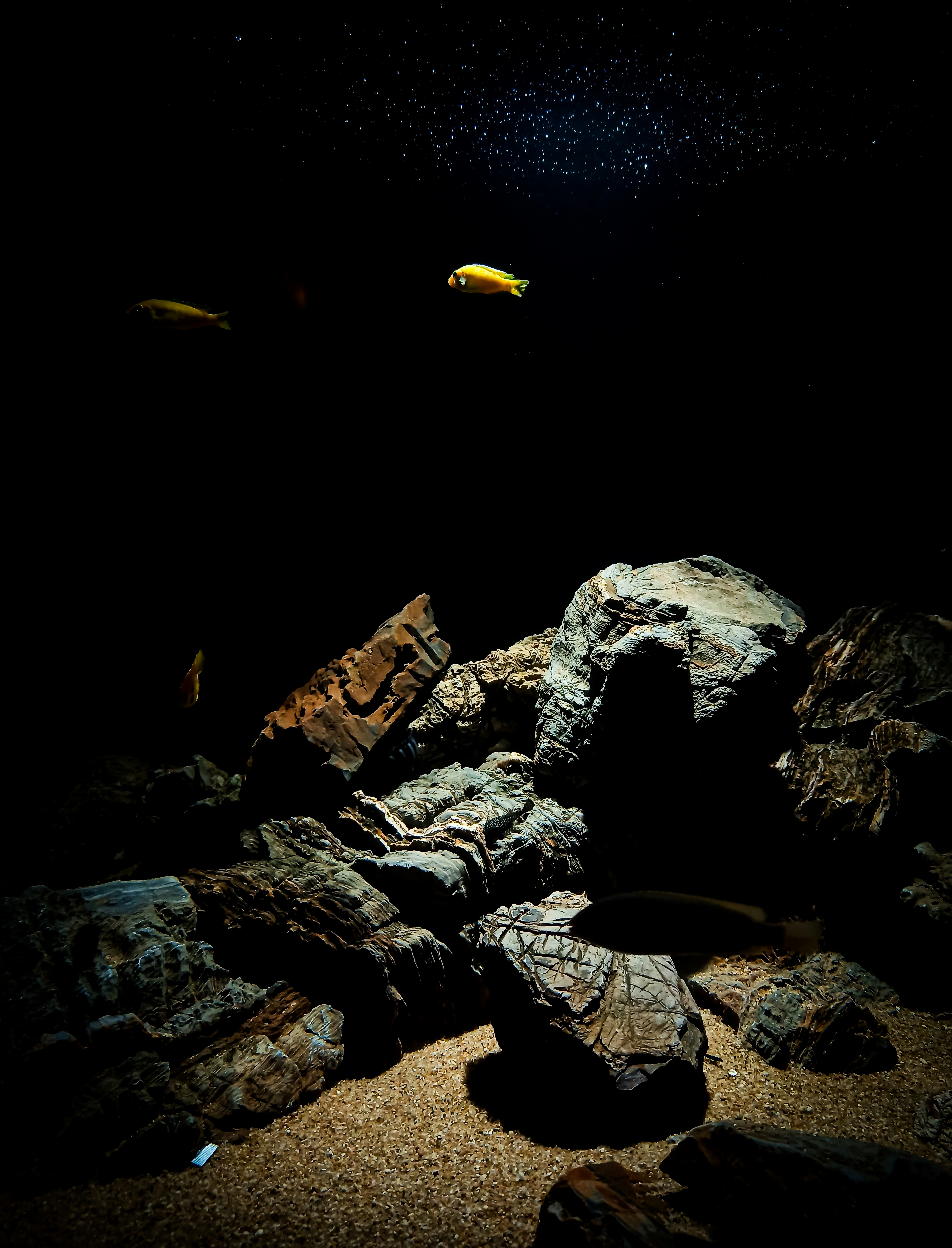 UVB lighting setup in a tortoise enclosure