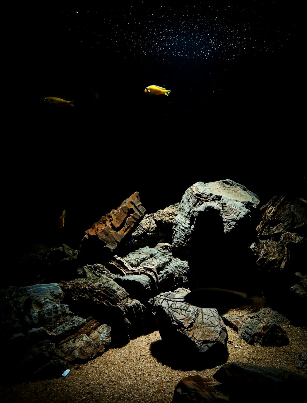 gray and brown rocks beside body of water during night time