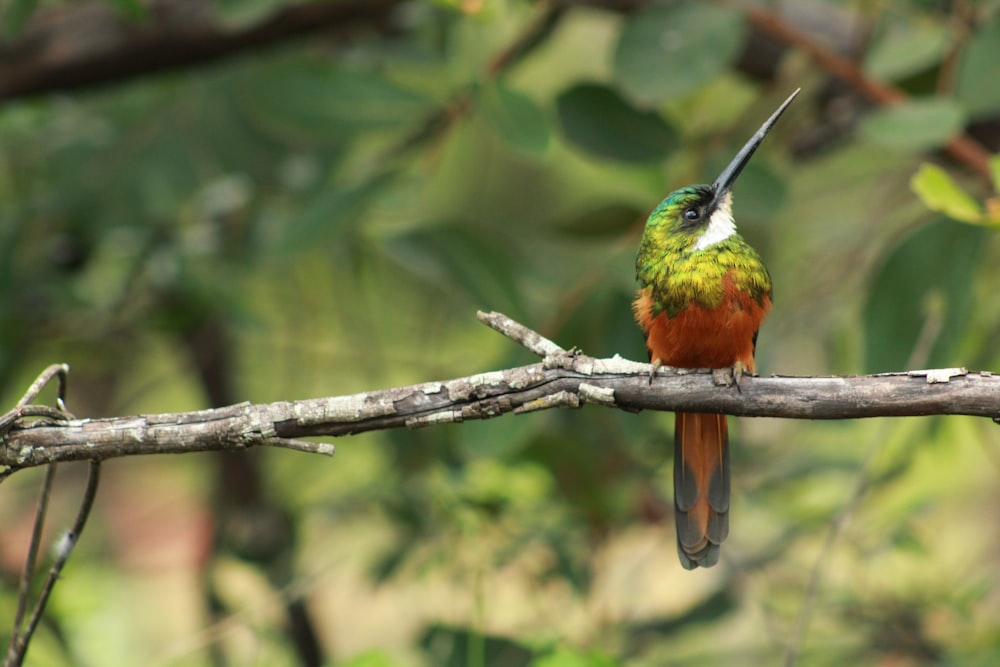 orange and green bird on tree branch