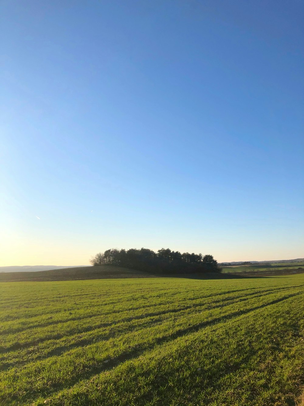 Champ d’herbe verte sous le ciel bleu pendant la journée