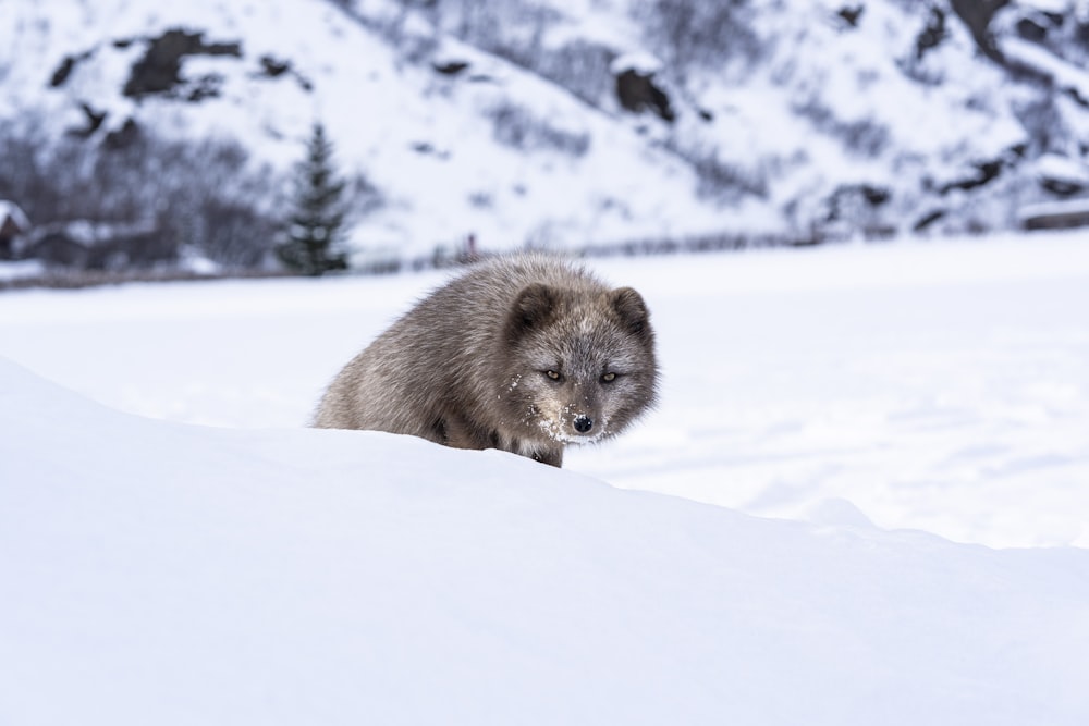 brown and white fox on snow covered ground during daytime