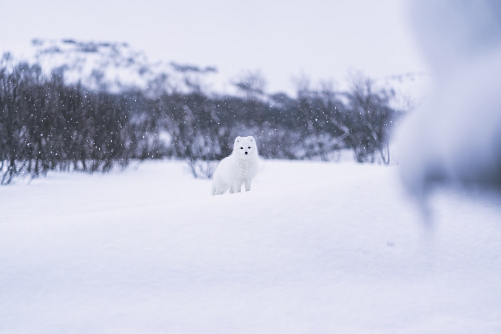 Perro blanco cubierto de nieve blanca en el suelo cubierto de nieve durante el día