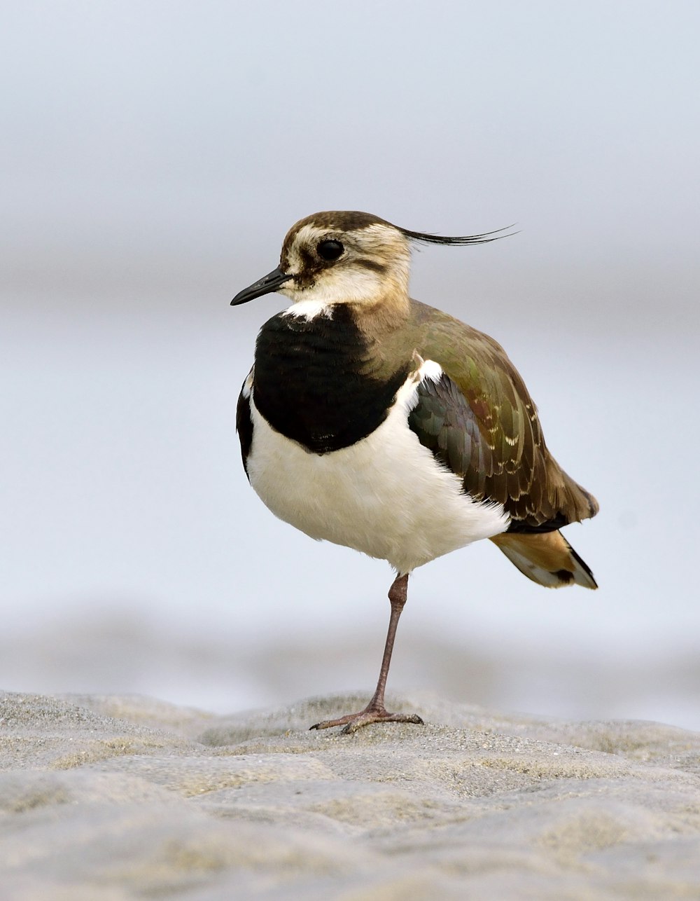 black and white bird on brown sand during daytime