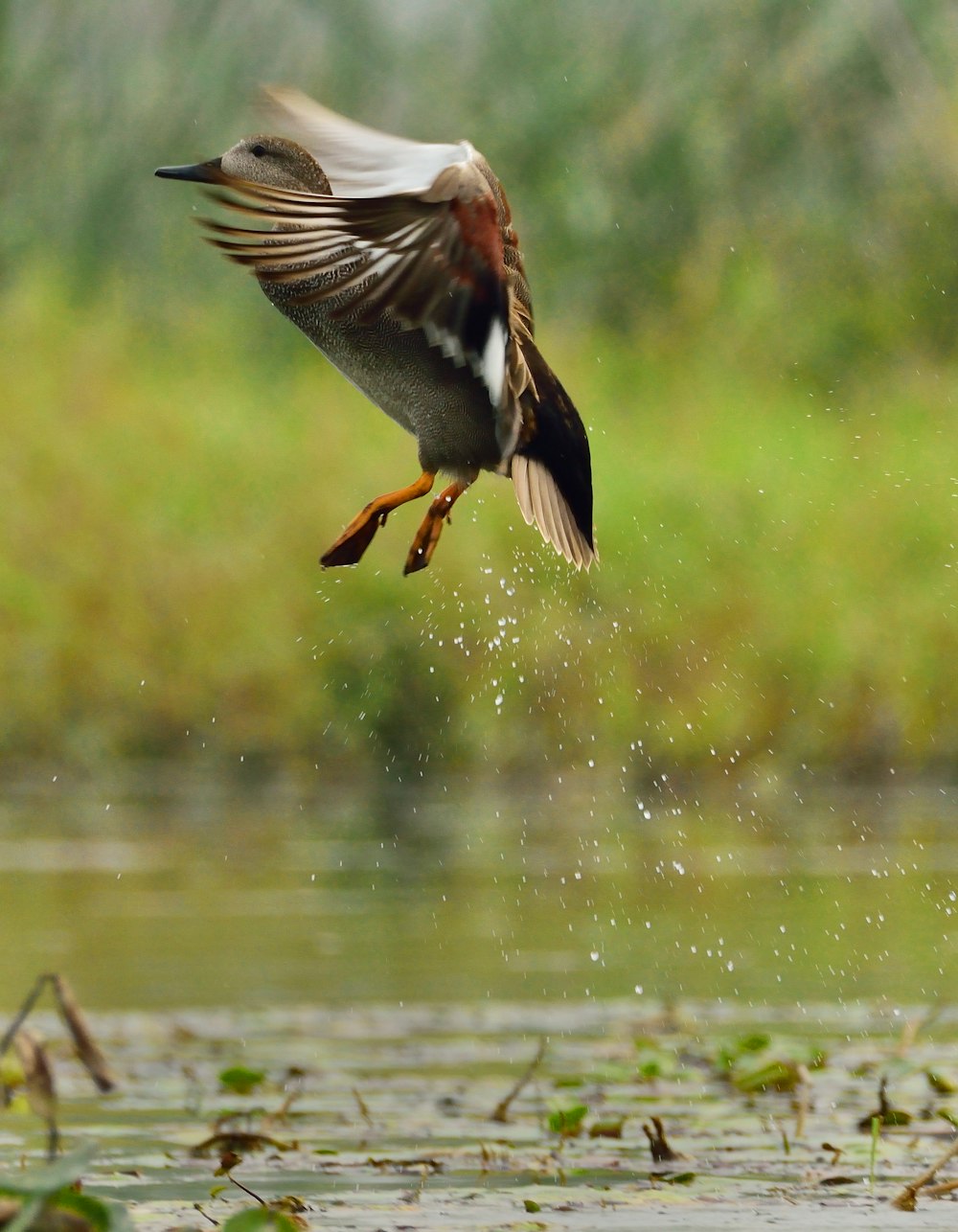 brown and white bird flying over body of water during daytime