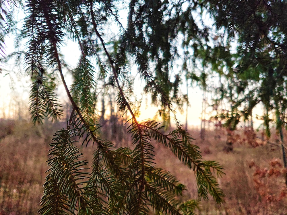 green leaf tree during daytime