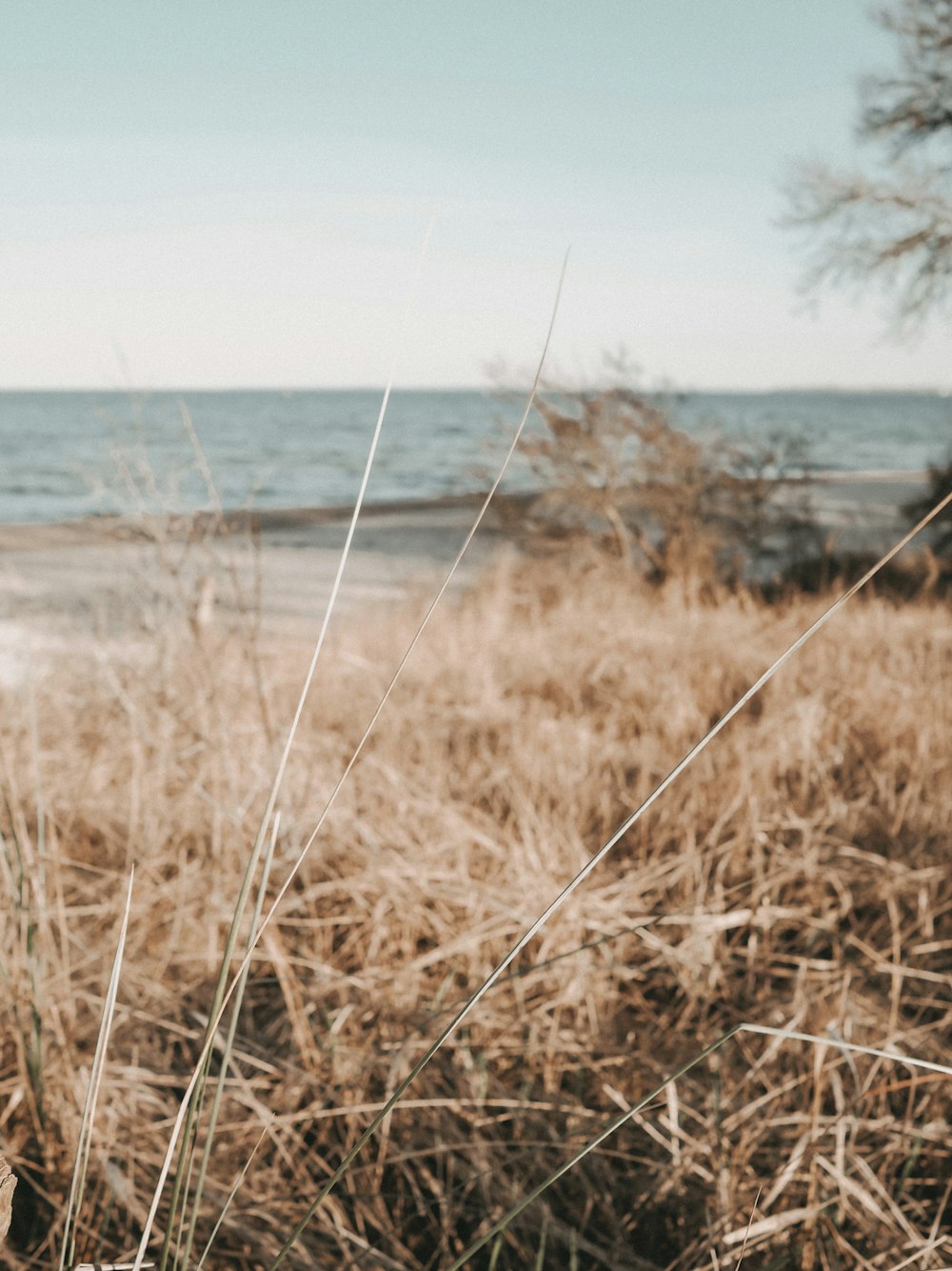 brown grass near body of water during daytime