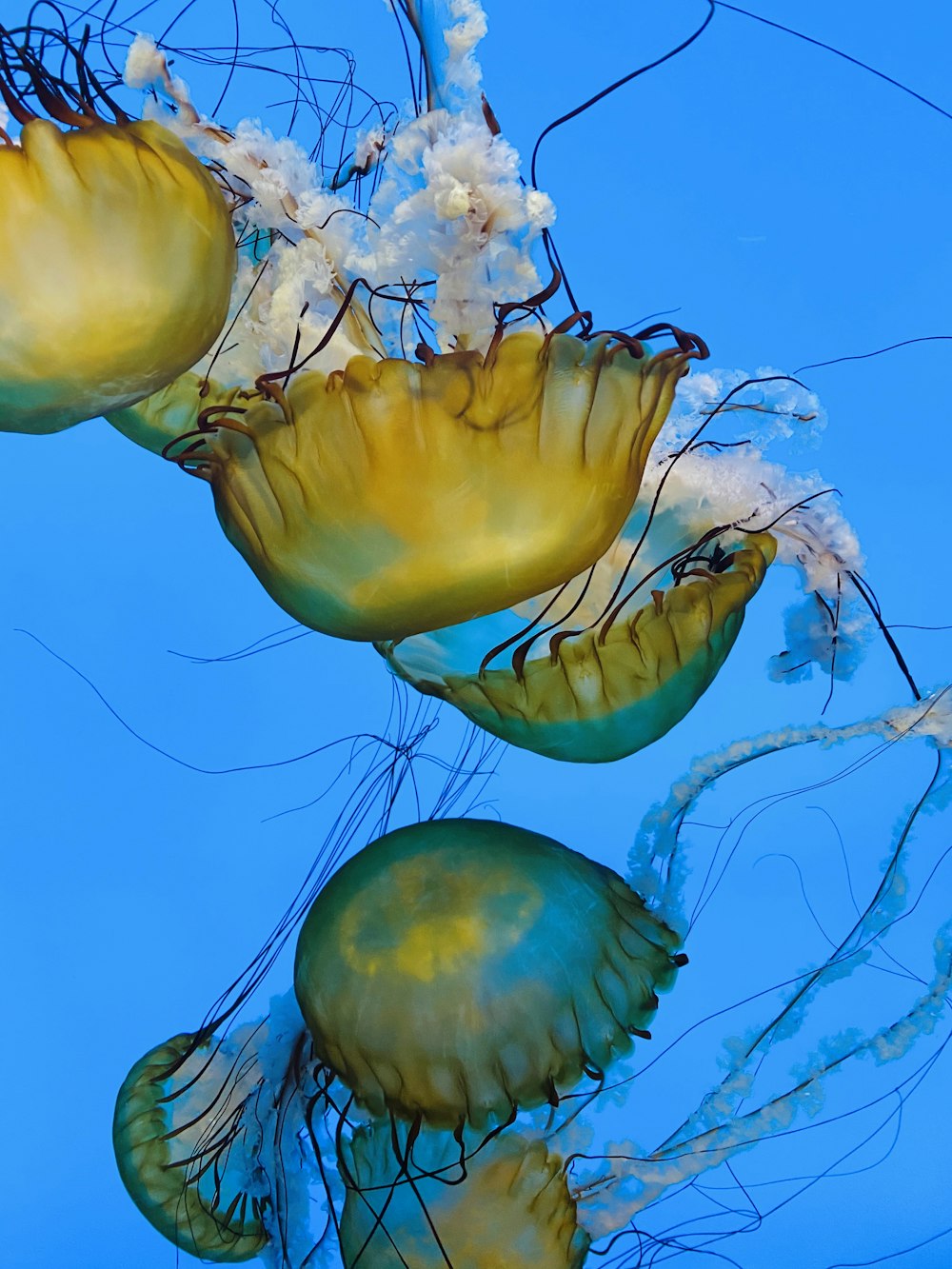 yellow jellyfish in blue water