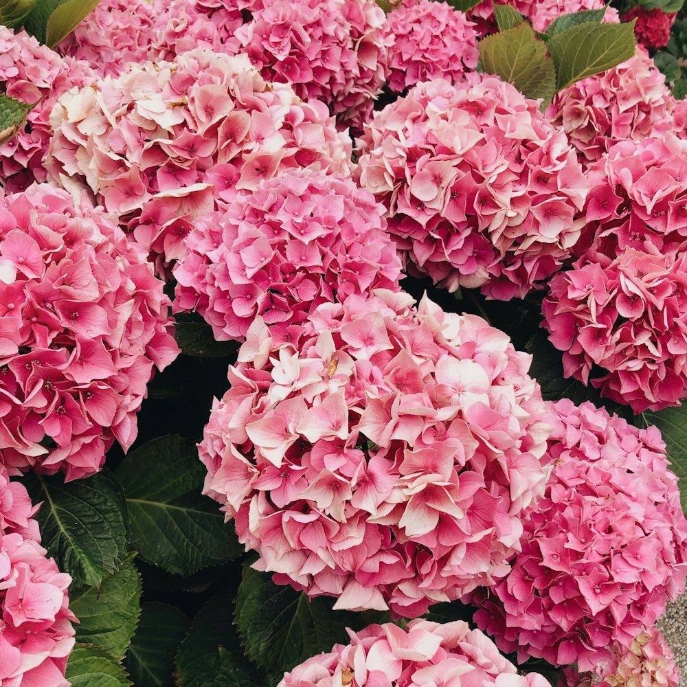 pink flowers with green leaves