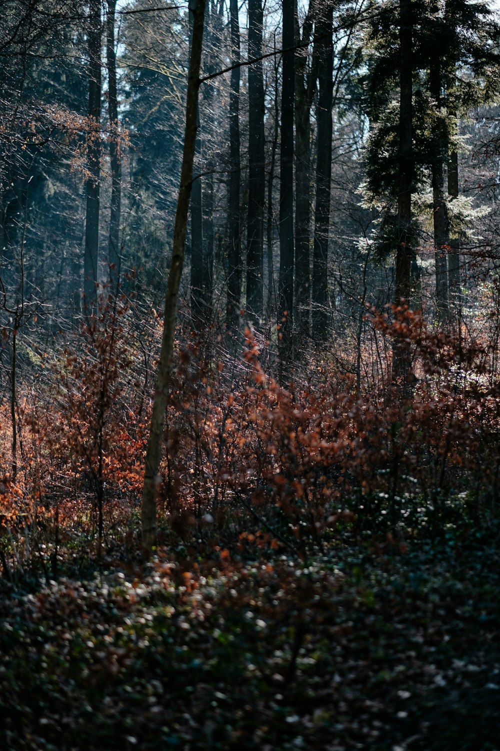 green and brown trees during daytime