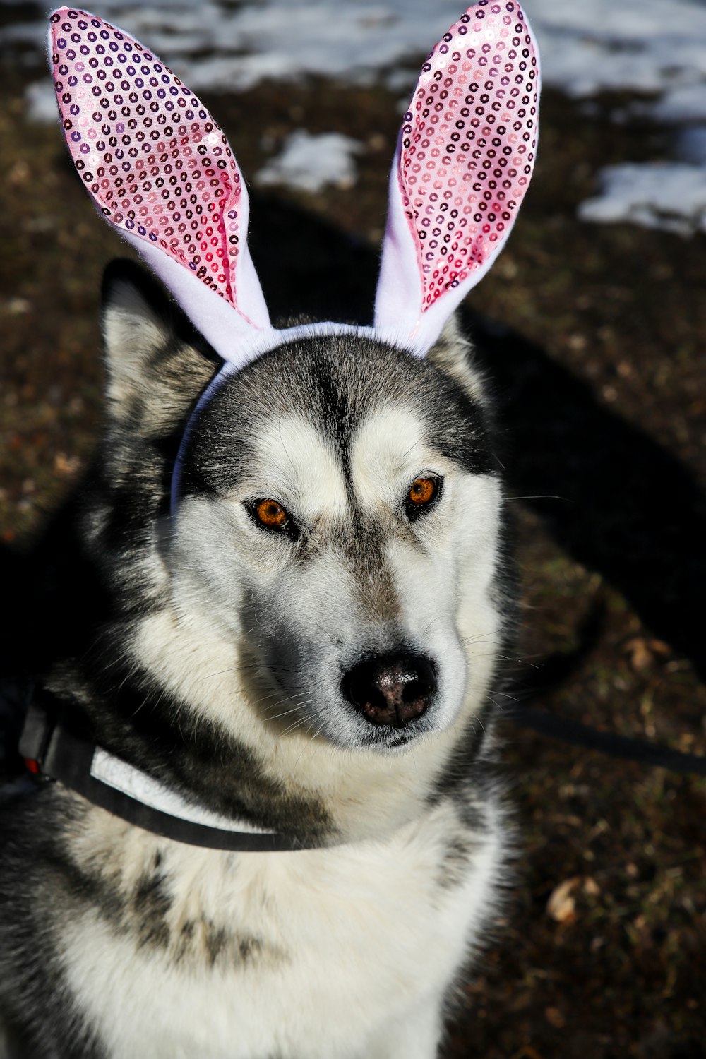 white and black siberian husky with red and white ribbon on head