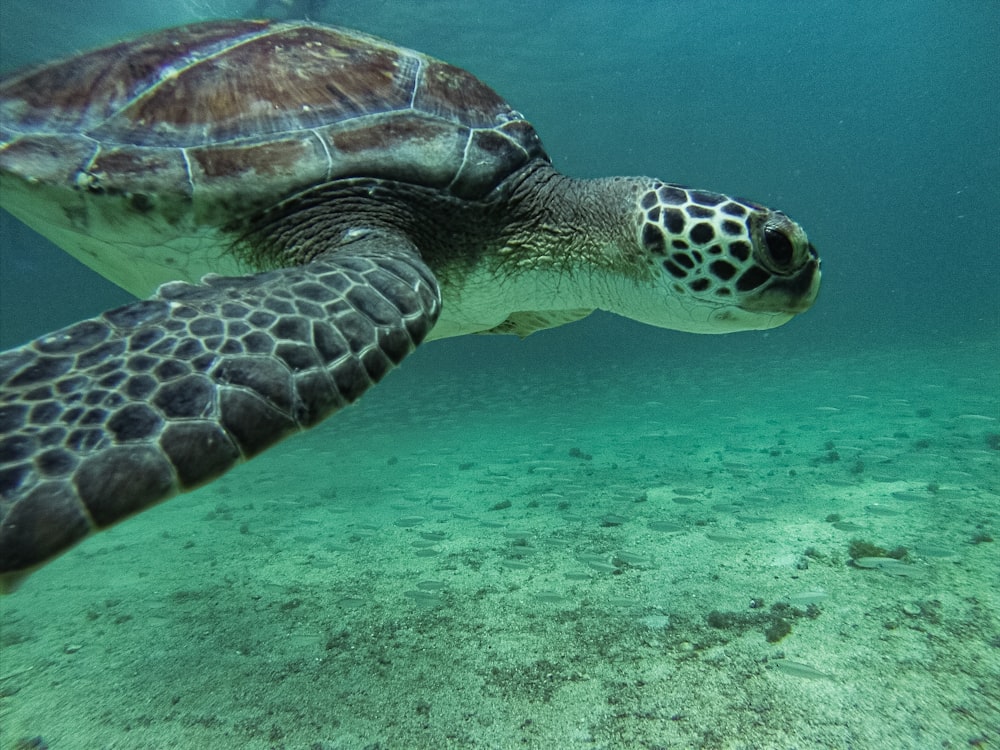 brown and black turtle on body of water