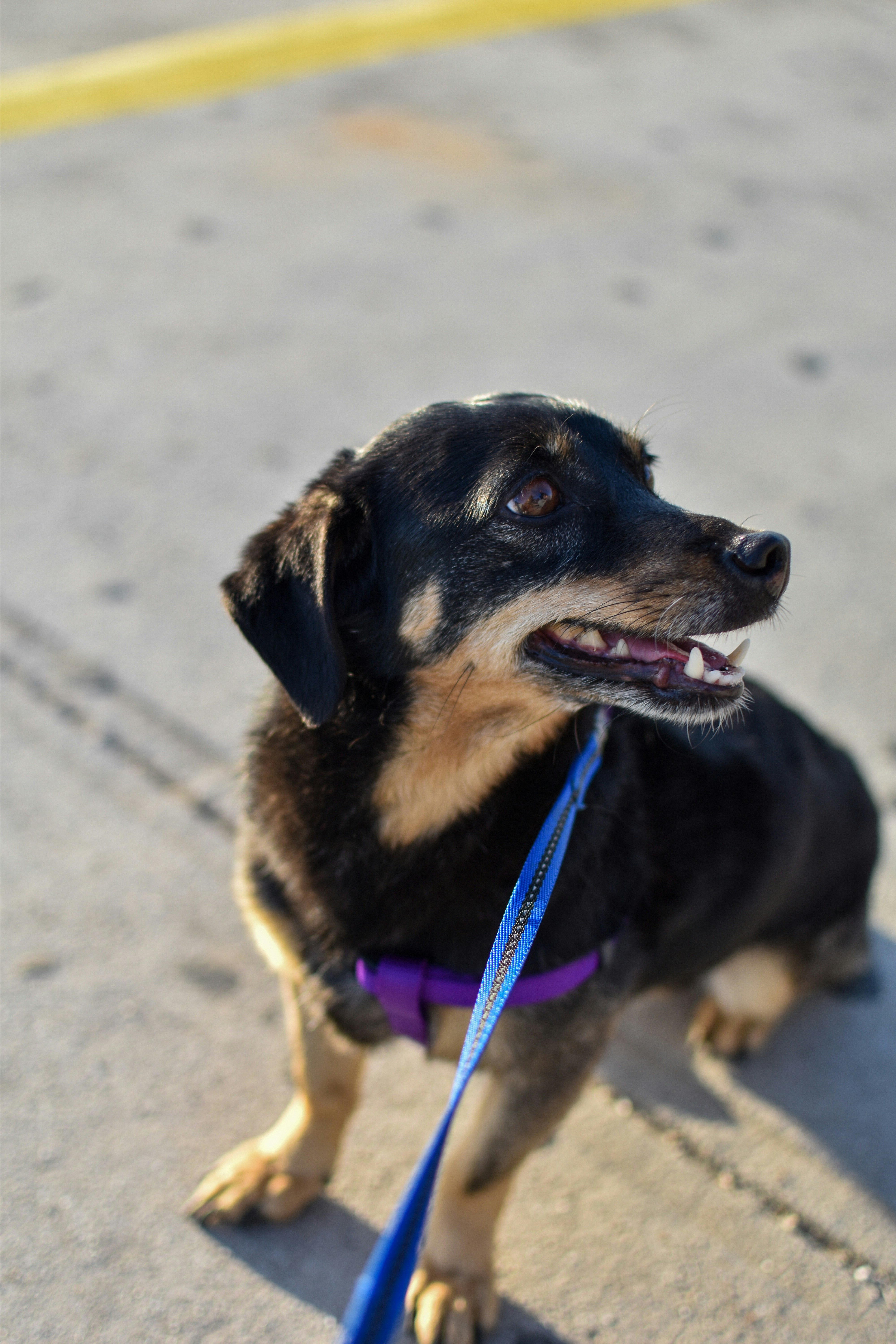 black and tan short coat medium sized dog with pink leash on snow covered ground during