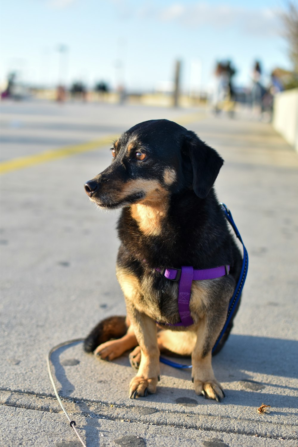 black and tan short coat medium sized dog with pink leash