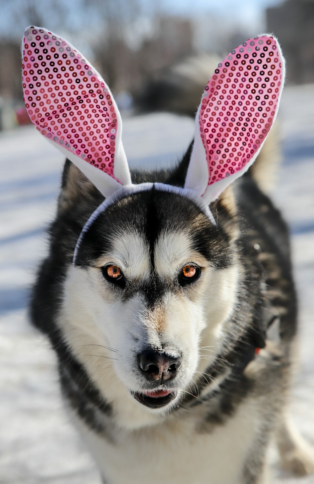 black and white siberian husky with pink ribbon on head