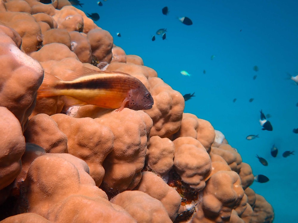 brown and beige sea creature under water