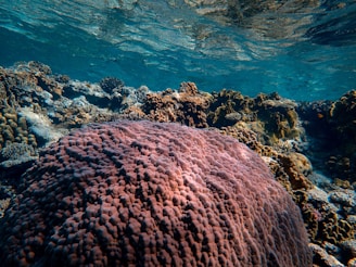 A richly textured coral reef scene with a large, prominent coral formation in the foreground. The coral appears pinkish with a bumpy surface, surrounded by various smaller corals and marine life. Sunlight filters through the water, creating a shimmering effect on the clear, blue ocean surface above.