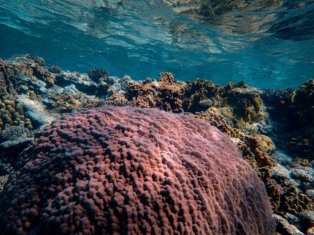 brown coral reef in clear water