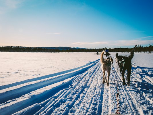 A husky team on a frozen lake — Inari, Finland