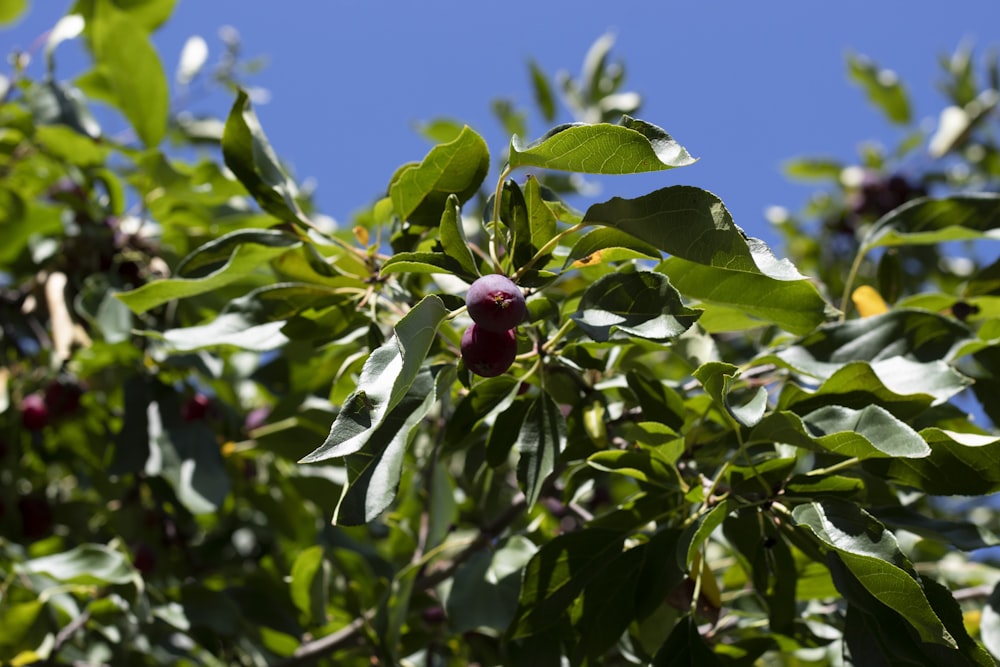red round fruit on green tree during daytime