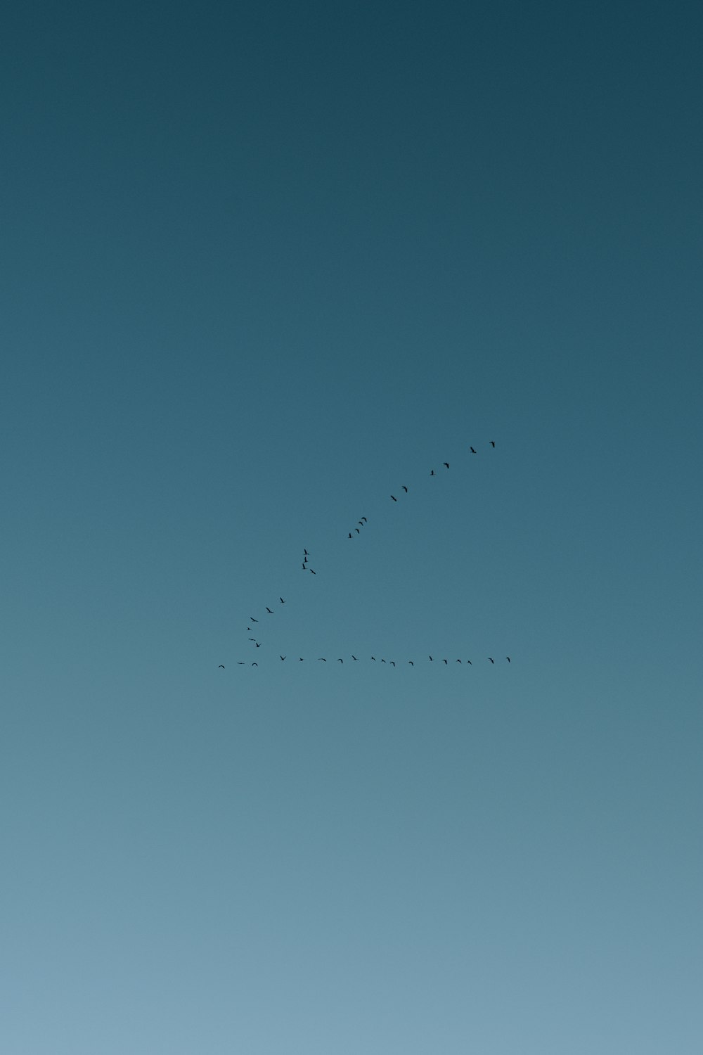 flock of birds flying under blue sky during daytime