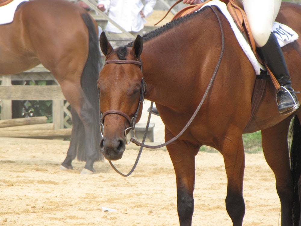 brown horse with brown leather strap