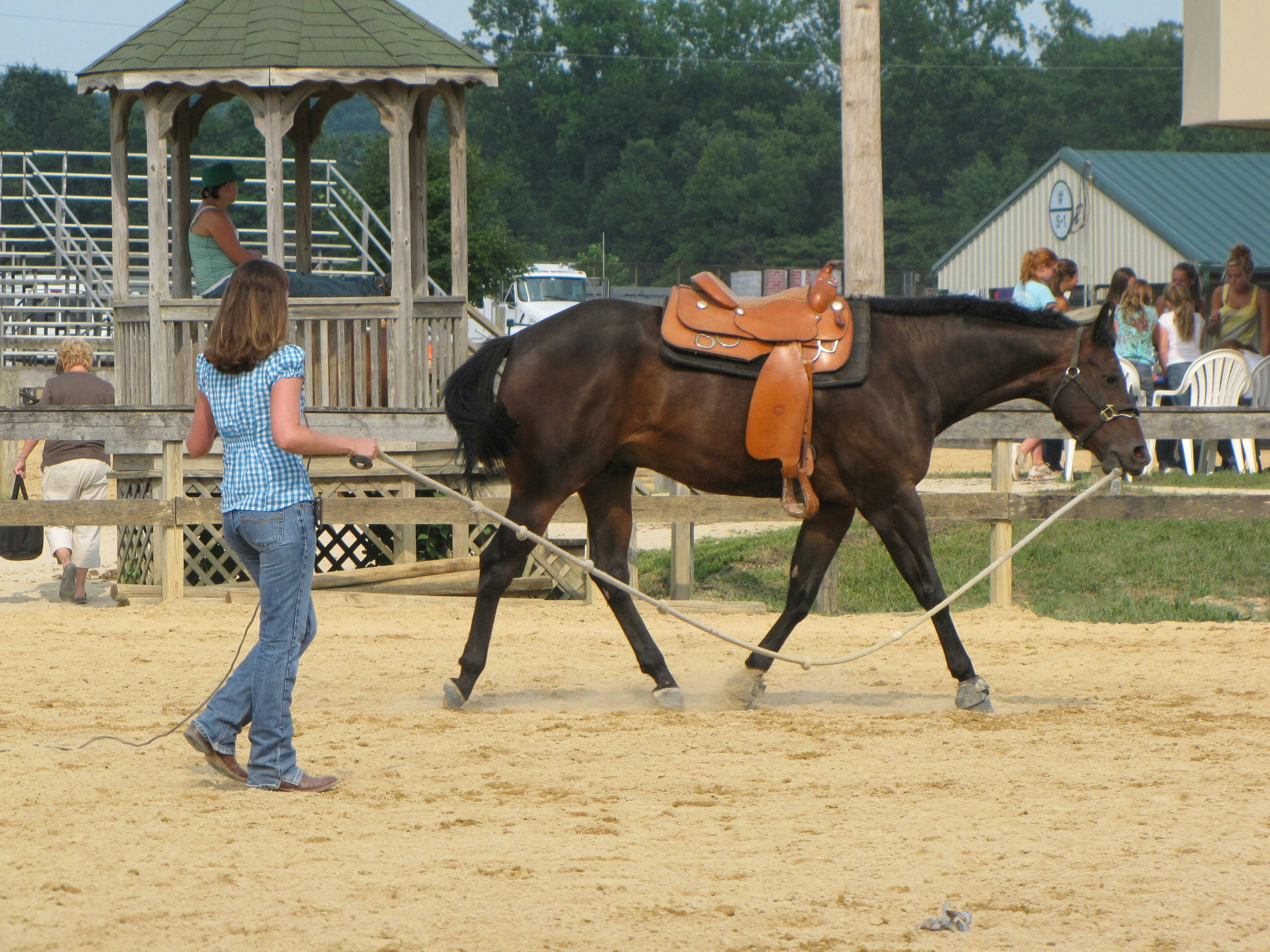 Reining Horse Training Package
