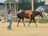 A person is leading a brown horse with a saddle in a fenced area. The horse appears to be involved in a training exercise. Nearby, people are sitting in a wooden gazebo and others are standing around. The scene has a rural, outdoor setting.