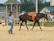 A rider softly guiding a horse during its first under saddle session in a quiet arena.