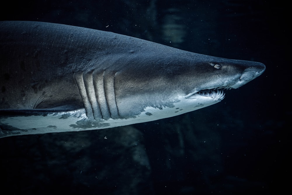 Grauer und weißer Hai unter Wasser