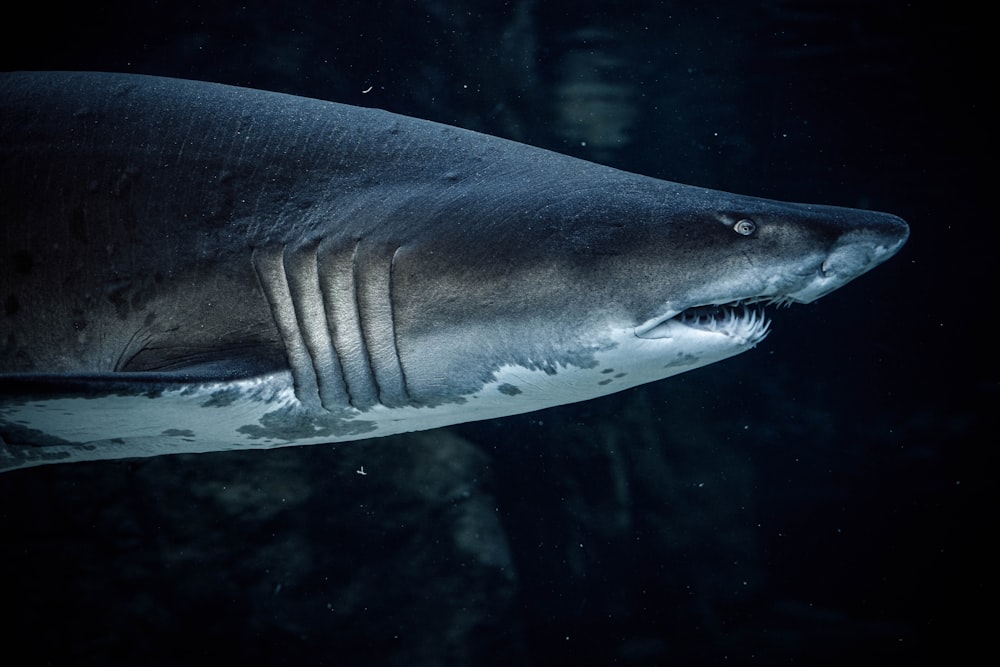 grey and white shark underwater