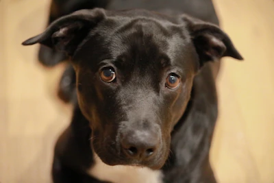 A close-up of a hopeful dog's eyes filled with trust and love.